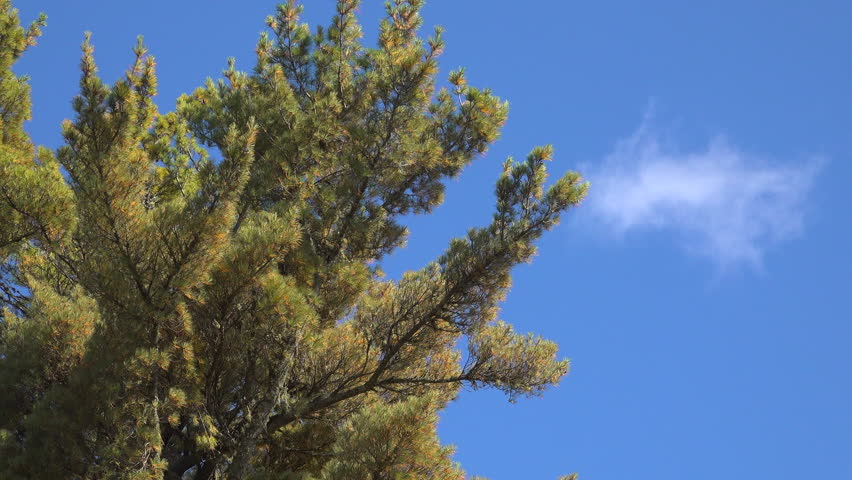 Close-up of an Eastern White Pine (Pinus strobus) shedding needles in the autumn wind in Mauricie, Quebec, Canada. Golden light highlights the forest and seasonal foliage.