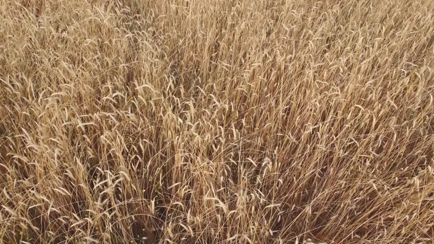 Aerial view of a golden rye field. Golden rye field in summer