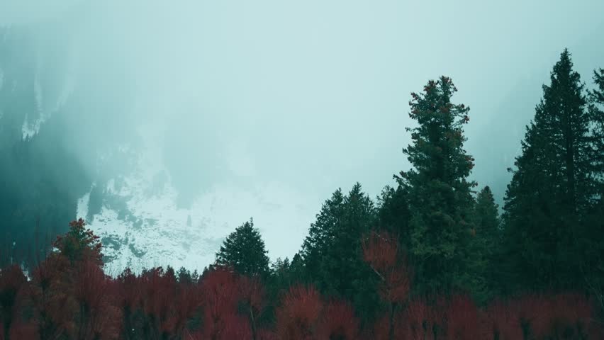 4K shot of pine forest in mountain during winter season at Betab Valley, Kashmir, India. Foggy misty weather in forest. Nature background. Green pine trees and misty mountains in background 