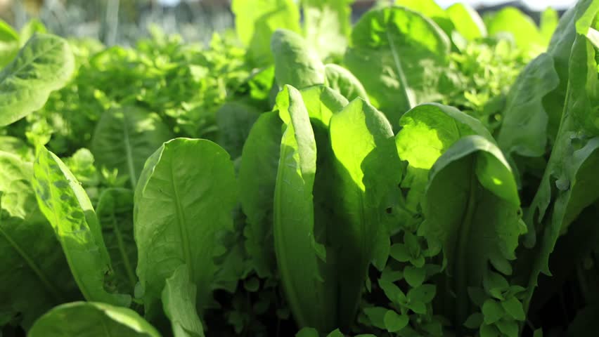 Young green endive plants are lined up in the ground.