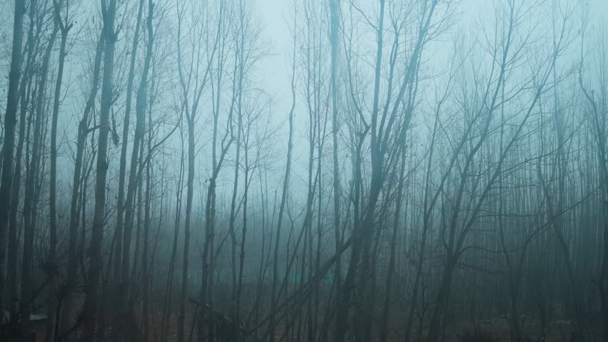 4K shot of dry trees covered with fog as seen from moving car at Kashmir, India. Winter morning views with foggy weather. Bare branches trees in winter. Branch pattern texture. Dark gloomy background.
