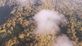 Extreme high-angle aerial view of a single white cloud fog puff moving dynamically across a dense forest canopy illuminated by golden-hour light, giving the foliage rich red and brown autumnal hues. - Powered by Shutterstock - Get 15% off with code: PIKWIZARD15