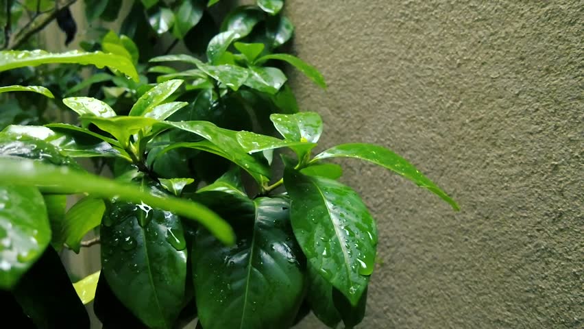 Bright Green Leaves with Rain Drops Against a Textured Stucco Wall in the Garden