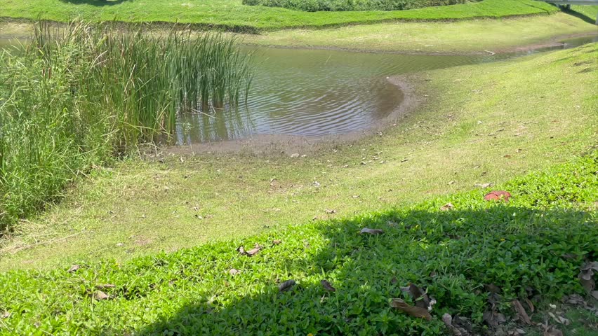 Small pond with rippling water and green grass on a sunny day.