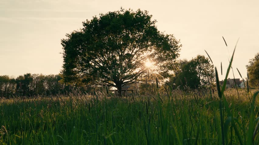 Serene wide shot of a lone tree in the English countryside silhouetted against a golden sunset. Grassy foreground and soft lighting create a tranquil rural scene with no people visible.