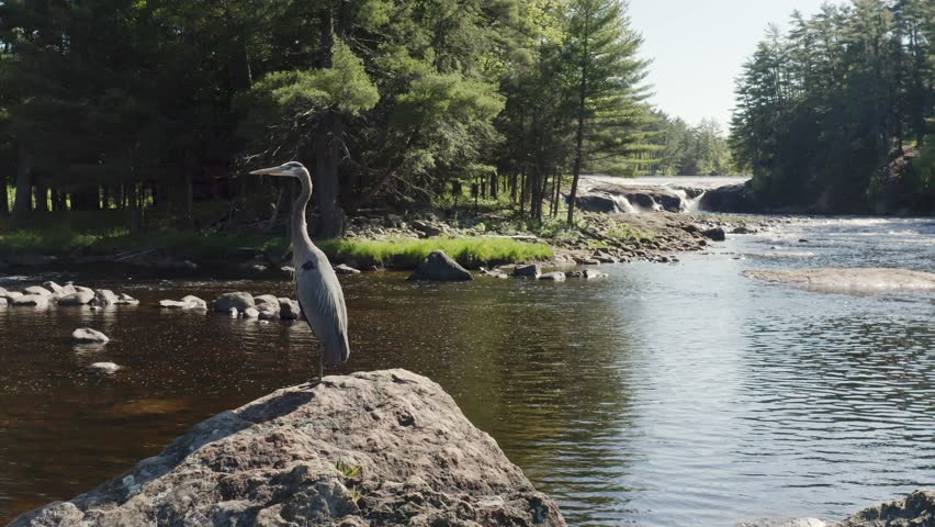 Aerial view of a grey heron standing on a rock on a wide river surrounded by forest trees and flying away