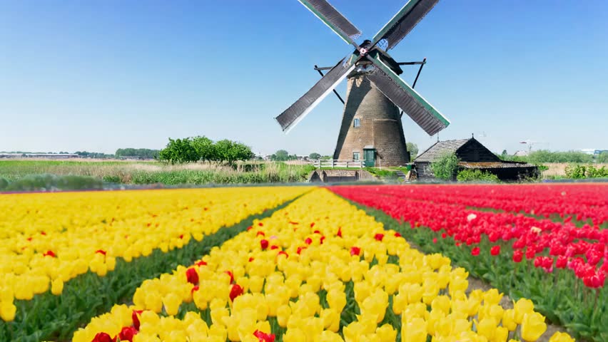 one dutch windmill over tulip flowers field in sunny day, Netherlands