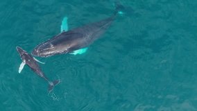Mother and calf humpback whales swim close in Ecuador's ocean - Powered by Shutterstock - Get 15% off with code: PIKWIZARD15