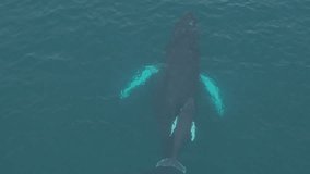 Humpback whales swim in Santa Marianita, Ecuador, showing tender bond - Powered by Shutterstock - Get 15% off with code: PIKWIZARD15