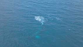 Mother and calf whales swim in blue ocean, bonding in Ecuador - Powered by Shutterstock - Get 15% off with code: PIKWIZARD15