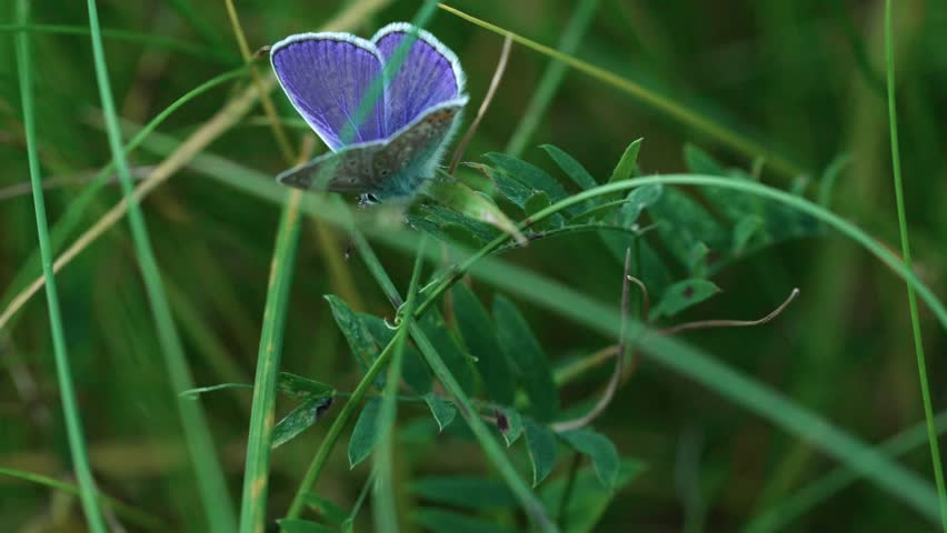 Icarus blue butterfly (Polyommatus icarus) sits on sand with small pebbles. Antennae and back are visible. Wings sometimes spread, sometimes raised. Medium shot.