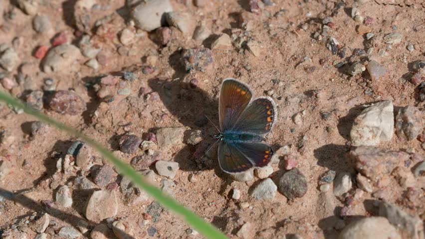 Icarus blue butterfly (Polyommatus icarus) sits on sand with small pebbles. Antennae and back are visible. Wings sometimes spread, sometimes raised. Medium shot.