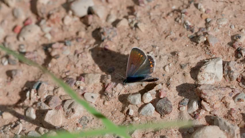 Icarus blue butterfly (Polyommatus icarus) sits on sand with small pebbles. Antennae and back are visible. Wings sometimes spread, sometimes raised. Medium shot.