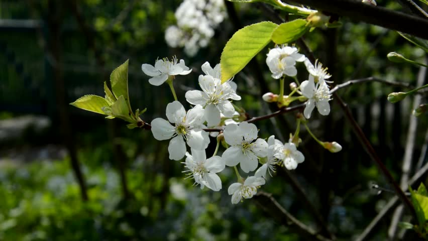 Flowering sour cherry in the garden on a sunny spring day