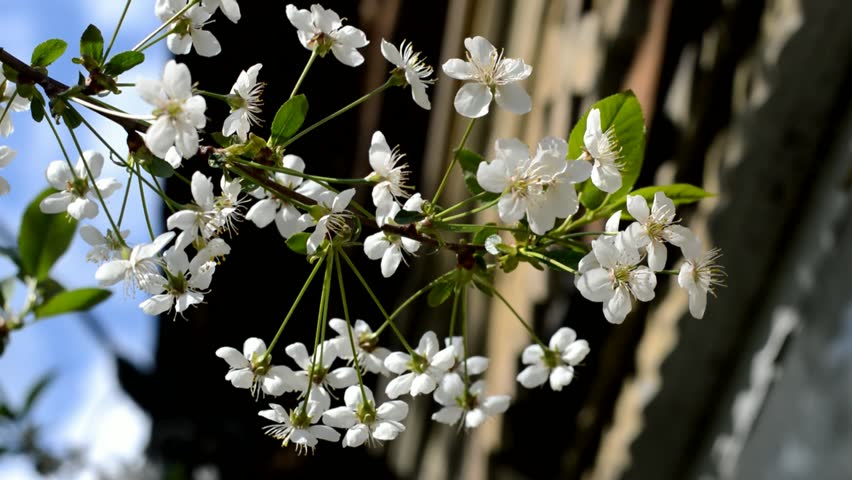 Flowering sour cherry in the garden at the old wooden house on a sunny spring day