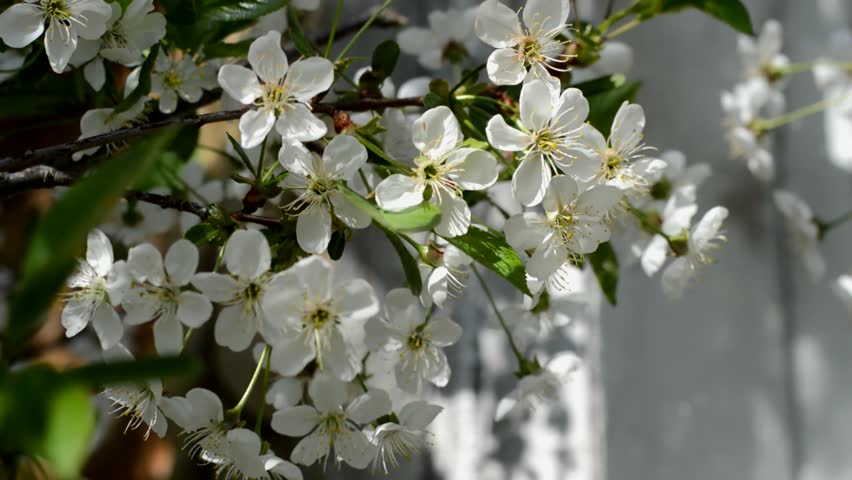 Flowering sour cherry in the garden at the old wooden house on a sunny spring day close-up