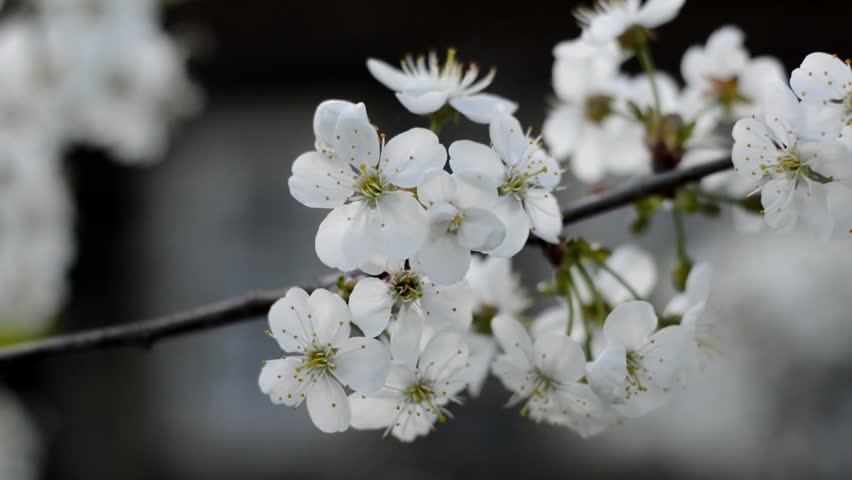 Flowering sour cherry in the garden on a sunny spring day close-up. Shallow depth of field (2 video)