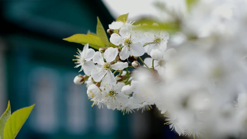Flowering sour cherry in the garden on a sunny spring day close-up. Shallow depth of field