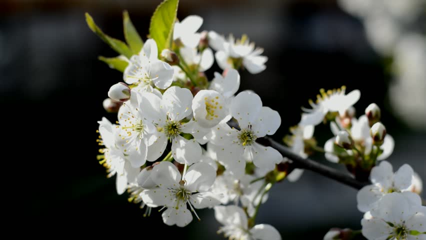 Flowering sour cherry in the garden on a sunny spring day close-up. Shallow depth of field