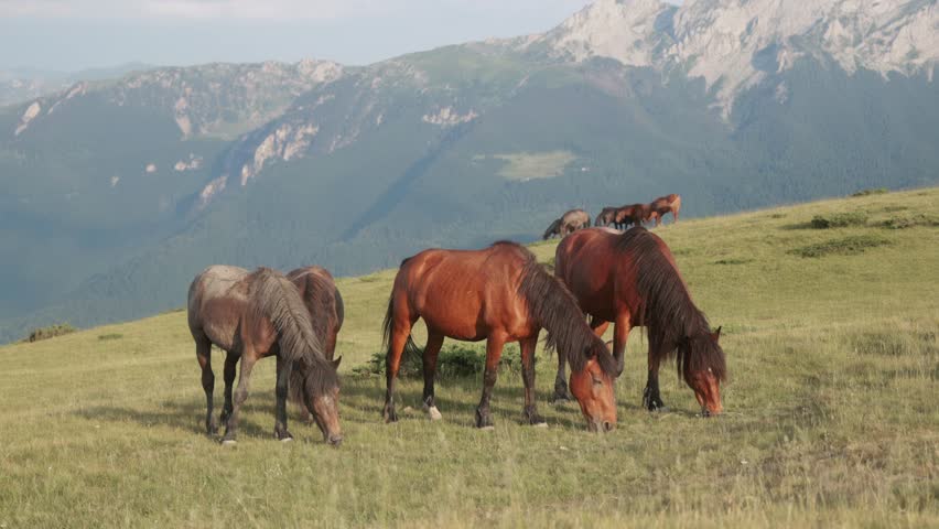 Three horses feed on grass near a wide valley with mountains behind them. The image captures movement and wild tranquility.