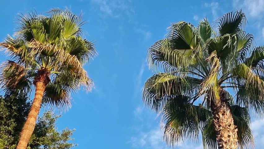 Tropical palm trees with leaves swaying in the wind on blue sky background