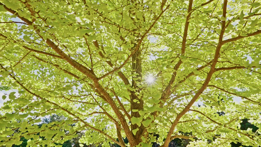 Low-angle shot looking up a tree trunk as brilliant sunlight bursts through the dense, bright green leaves of the canopy.