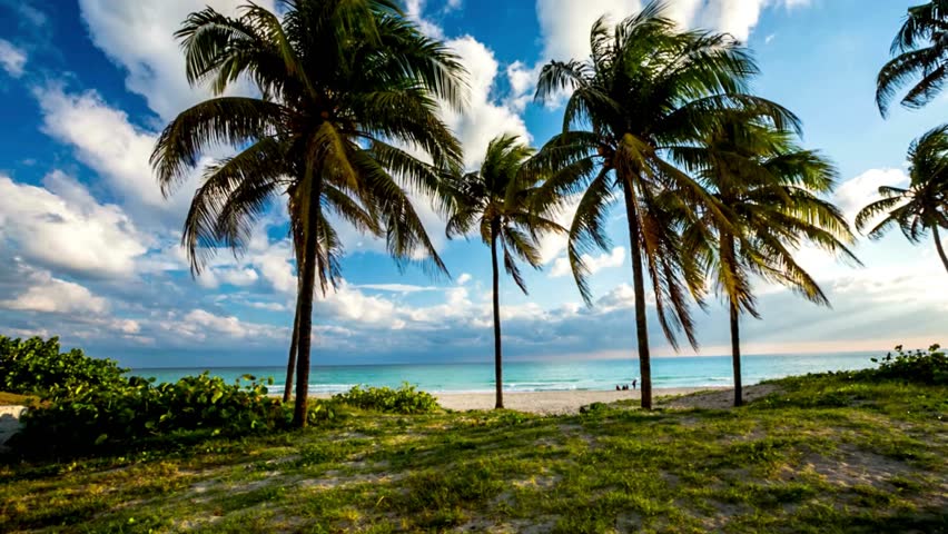 Tropical Beach Paradise with Palm Trees
