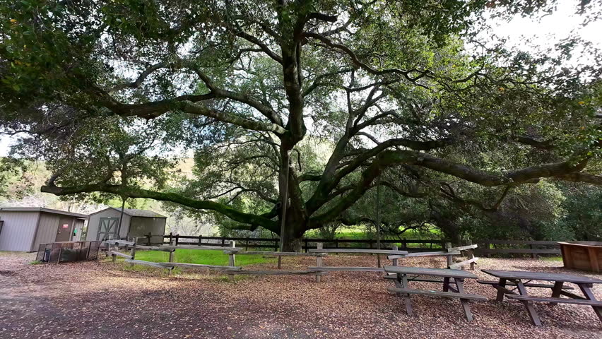 Slow moving shot approaching a giant tree surrounded by wooden fences and picnic benches, with dry leaves covering the ground in a peaceful rural setting near San Francisco.