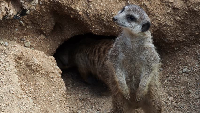 Meerkat emerging from its underground burrow, looking directly at the viewer