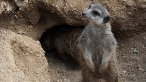 Meerkat emerging from its underground burrow, looking directly at the viewer - Powered by Shutterstock - Get 15% off with code: PIKWIZARD15