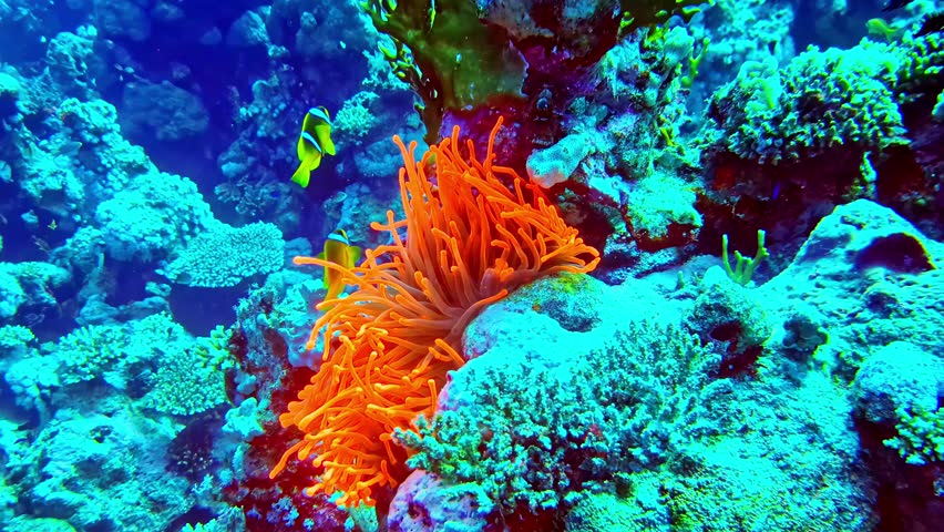 Underwater experience discovering the coral reef and sea life in Bali