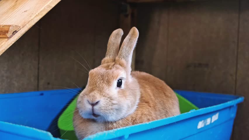 A cute beige rabbit falling asleep right in front of my eyes in his enclosure. Sweet domestic animal rests in the tray of cage. Easter bunny. Sweet pet behaviour side view. High quality 4K footage.