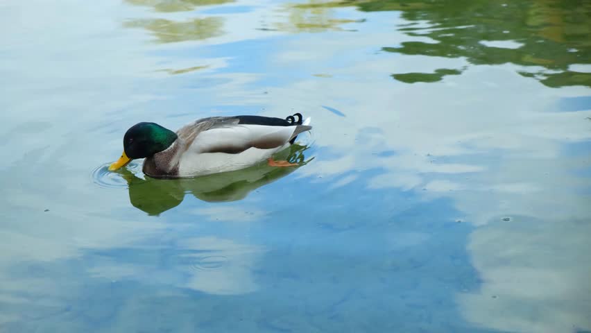 Beautiful Duck Swimming on a Calm Lake