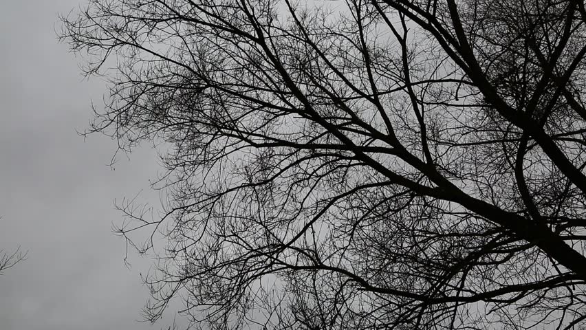 Silhouette of a bare tree branches in the fog above the river under the evening autumn sky