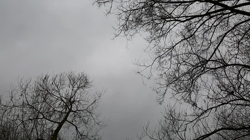 Silhouette of a bare tree branches in the fog above the river under the evening autumn sky