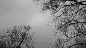 Silhouette of a bare tree branches in the fog above the river under the evening autumn sky - Powered by Shutterstock - Get 15% off with code: PIKWIZARD15