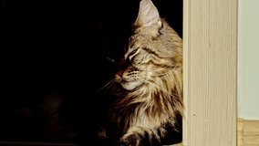 Dramatic portrait of an indoor Maine Coon cat emerging from shadows into sunlight - Powered by Shutterstock - Get 15% off with code: PIKWIZARD15