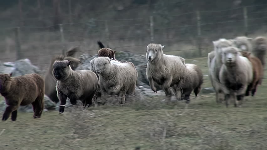 Sheepdog Running Behind Flock in Countryside, Tandil, Argentina  
