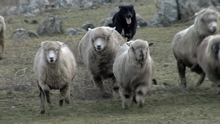 Sheepdog Running Behind Flock in Countryside, Tandil, Argentina  