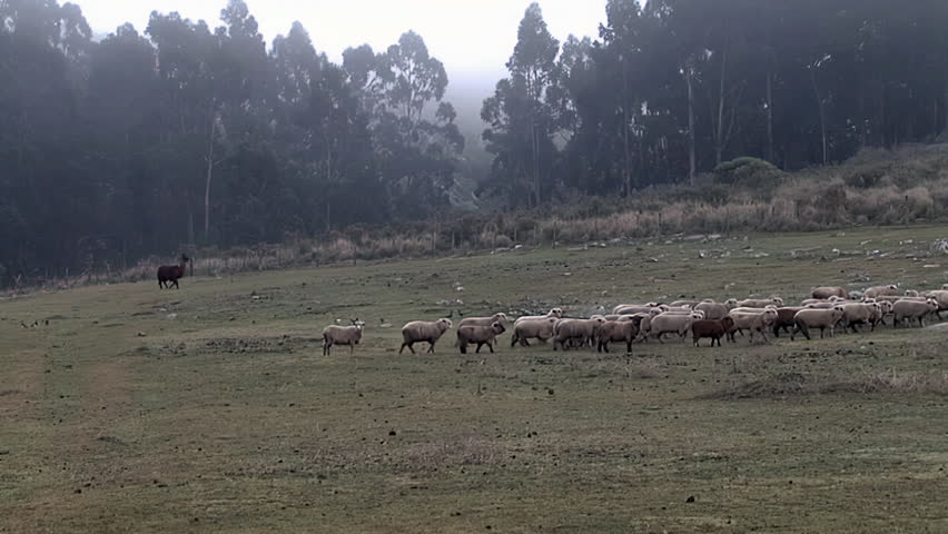 Rural Scene With Sheep Flock and Llama in Morning Mist, Argentina
