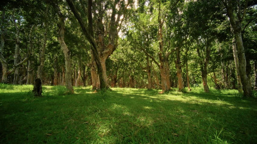 A beautiful lush forest featuring a sunlit canopy and vibrant green grass all around