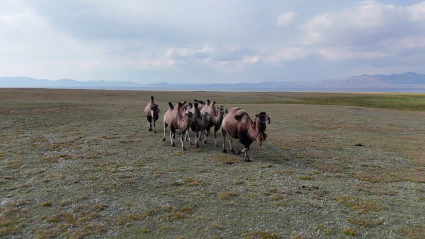 A herd of camels slowly walks through the wide open steppe of Kyrgyzstan, surrounded by mountains and dry grass under a sunny sky.