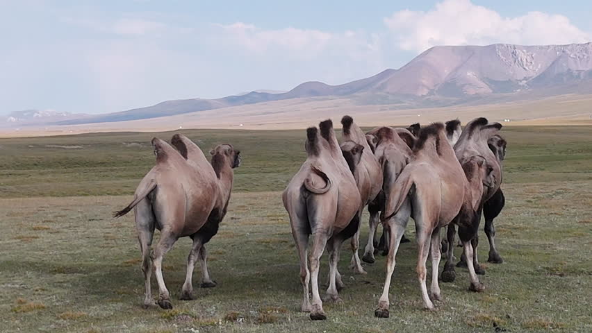 A herd of camels slowly walks through the wide open steppe of Kyrgyzstan, surrounded by mountains and dry grass under a sunny sky.