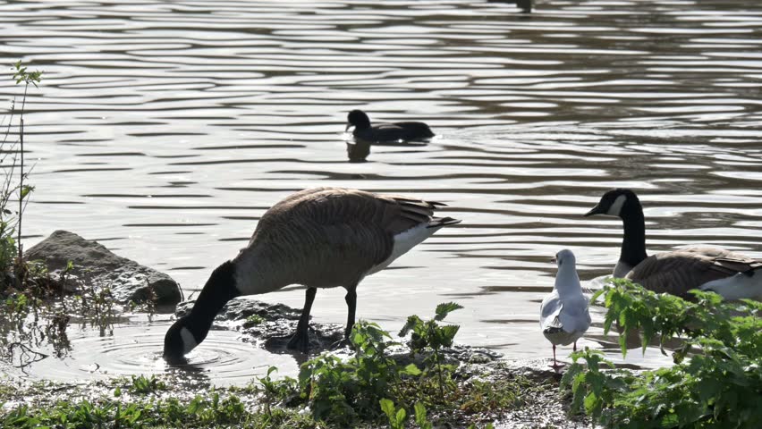 Canada Goose (Branta canadensis) dabbling for food in shallow water as others swim past behind. October, Kent, UK (Half speed)
