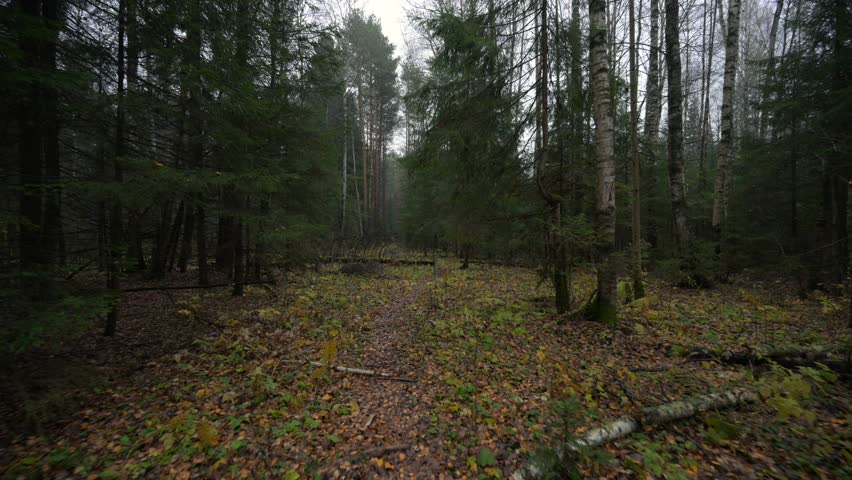 Autumn forest with fallen yellow leaves on the ground
