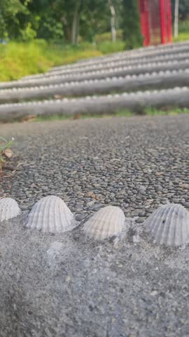 A captivating row of seashell beautifully decorates the step, offering a unique and artistic view. The texture of the seashells and the natural surroundings create a tranquil, picturesque scene.