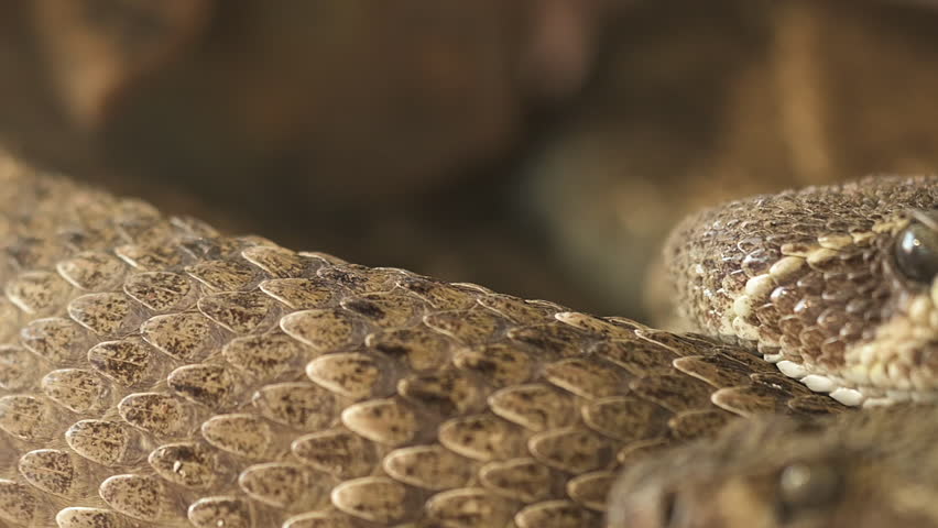 Close-up video of a rattlesnake resting with its textured brown scales and distinctive triangular head. The shot highlights the reptile details, creating an intense and natural wildlife scene. High