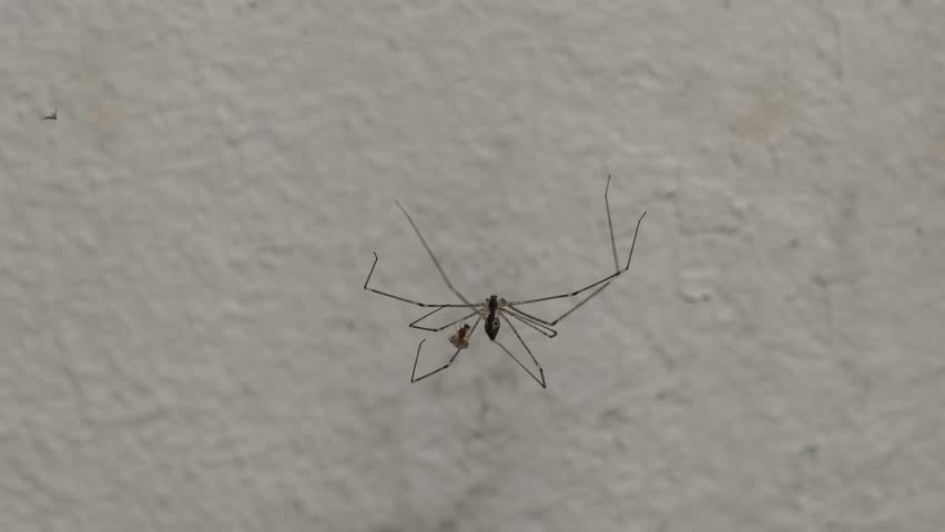 A daddy long-legs spider (Pholcus phalangioides), also known as a cellar spider. These spiders are common household inhabitants found in urban areas worldwide. 