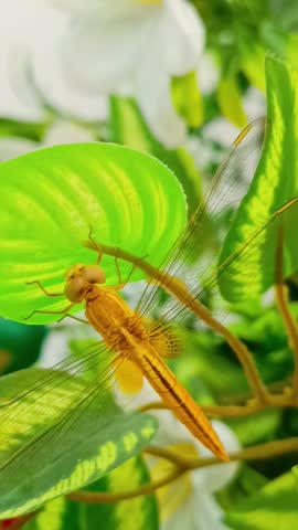 dragonfly sitting on the branch of plant leaves. 