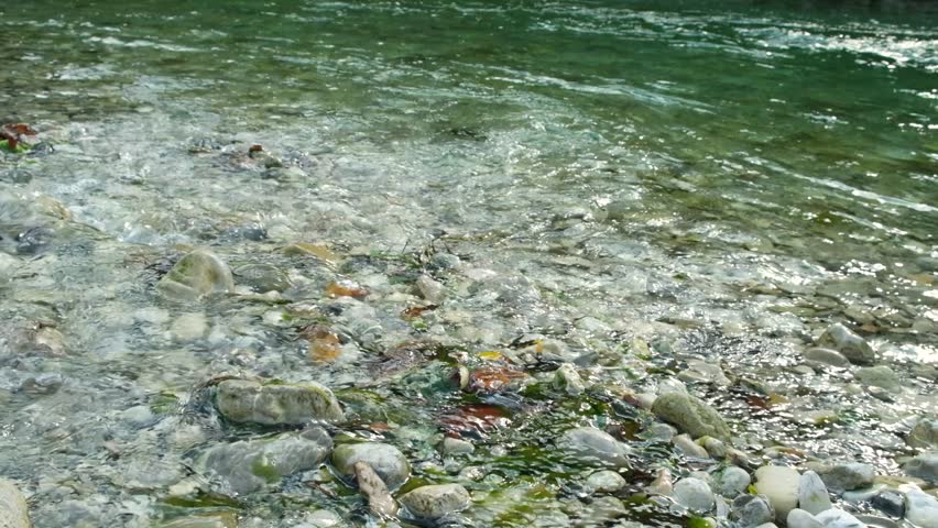 Fast Green River Flowing Through Forest, Slow Motion Nature Scene